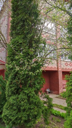 Будинок на 2 входи з великою ділянкою - фото 1