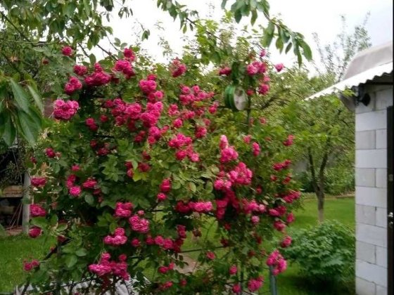 Продам дом-дачу на Дніпрі, 4км від метро Славутич. Газ,380V Київ