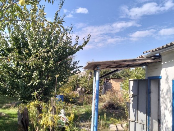 Дача.  Золотой ренет Продам Дніпро