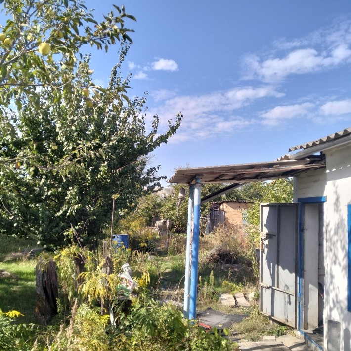 Дача.  Золотой ренет Продам - фото 1