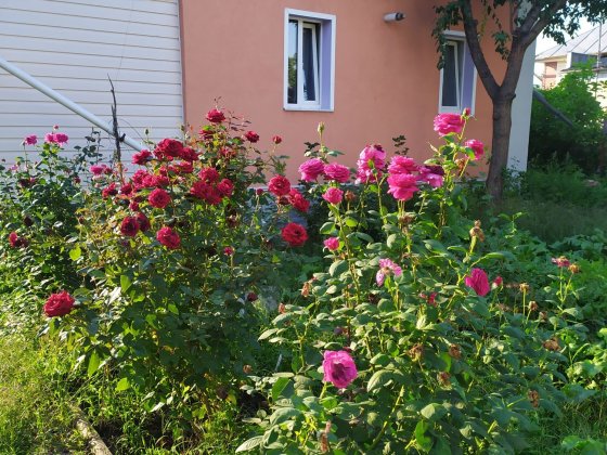 Здам будинок на довготривалий термін Ніжин