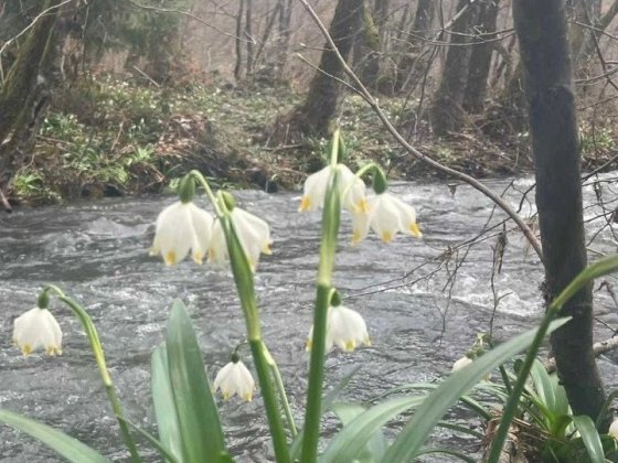 Терміново здаєтсься 4 кім будинок, до центру 10хв Ужгород