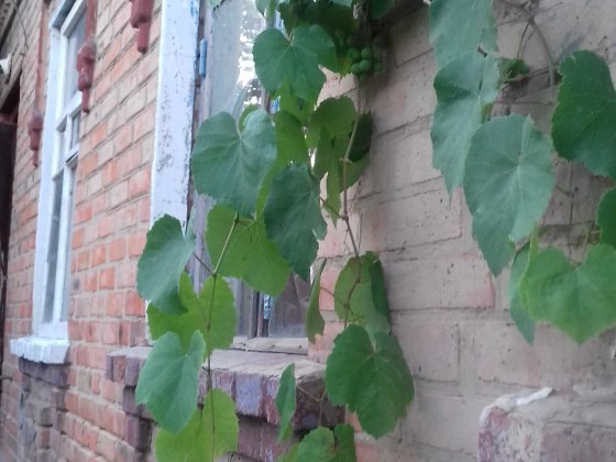 Сдам комнату .не агенство Кропивницкий