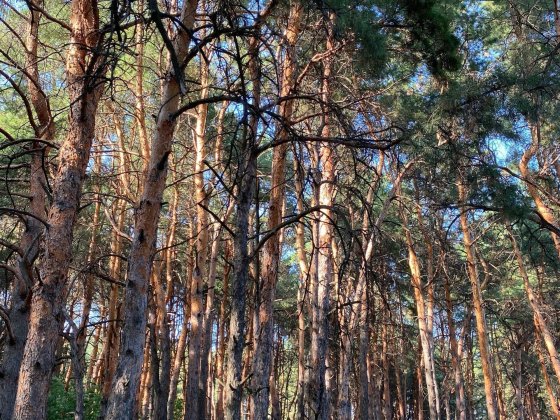 Продам 2-кім квартиру з пандусом — зручність, безпека та тиша ЛБ 5мкр Кам'янське