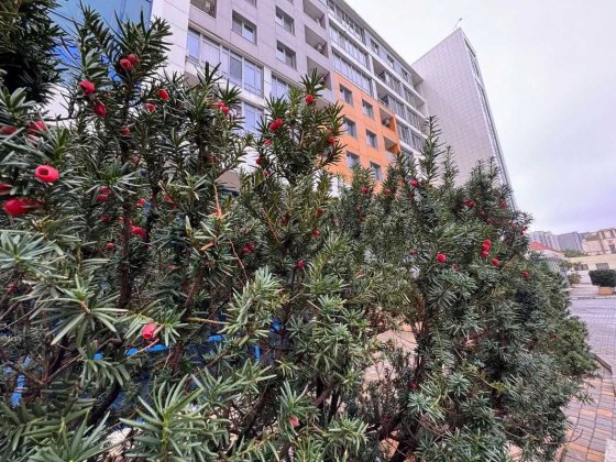 Продажа 1 ком с ремонтом в ЖК "Сигурд Холле" на Французском бульваре. Одеса