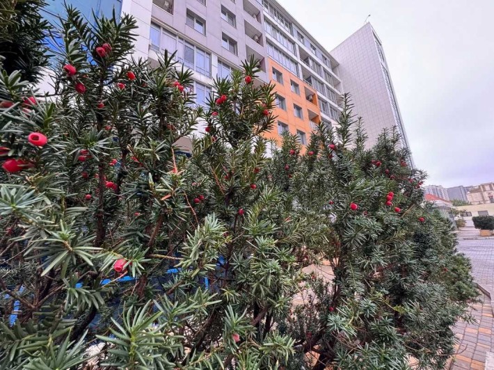 Продажа 1 ком с ремонтом в ЖК "Сигурд Холле" на Французском бульваре. - фото 1