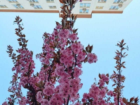 1К квартира 56м на дві сторони ЖК Львівський Маєток. Заселений Будинок Софіївська Борщагівка