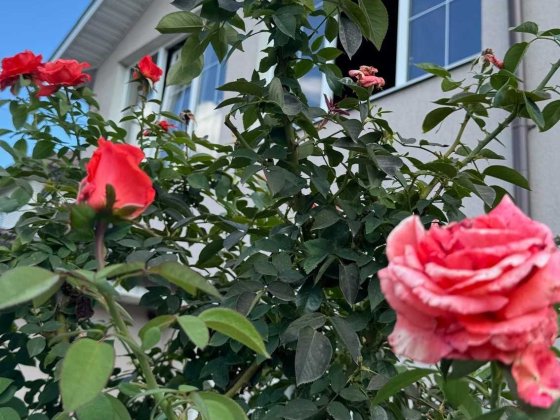 Здам гарний просторий будинок вул.Прилуцька р-н Олімпу Бровари