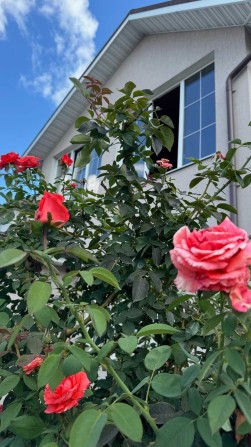 Здам гарний просторий будинок вул.Прилуцька р-н Олімпу - фото 1