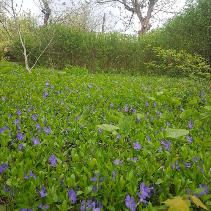 пр. Науки 65, Павлово поле, сдам дачный участок на лето - фото 1