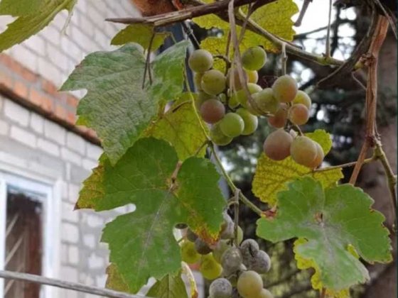 Продам дом -дачу в Высоком. Участок 10 соток .Печное отопление TB Високий