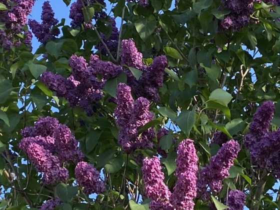 Продаю будинок.  Дача. Коростишів. Коростишів