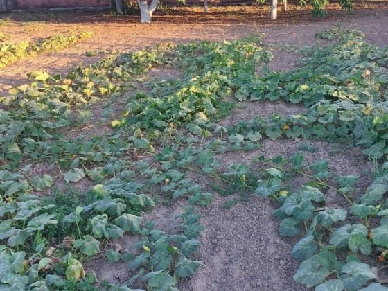 Продам Дом в Куцурубе Очаків