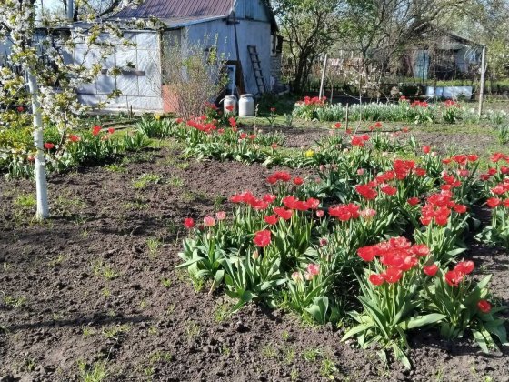 Продам Дачу Павлоград