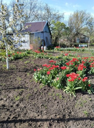 Продам Дачу Павлоград - фото 1