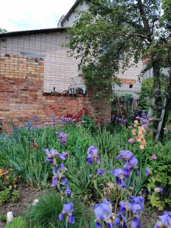 Продам дачу в хороші руки! - фото 1