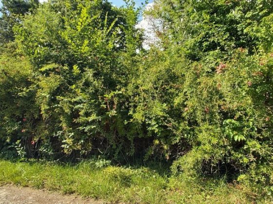 Продам будинок в  Сваляві Свалява