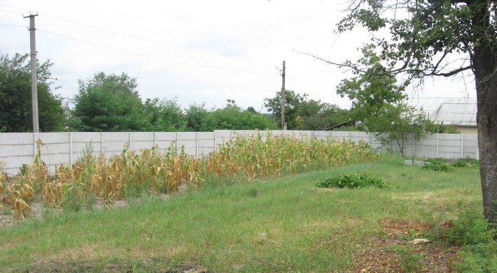 Продам участок 25 соток в с. Вишенки или обмен на квартиру в Киеве - фото 1