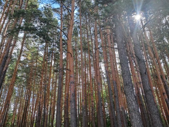 с. Микуличі, Немешаєво, Ворзель, Буча. 20 км від Києва. Дача у лісі! Микуличи
