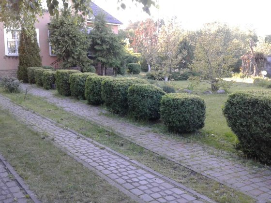 будинок ЦЕНТР Щасливе (24сотки) вул Польова Счастливое