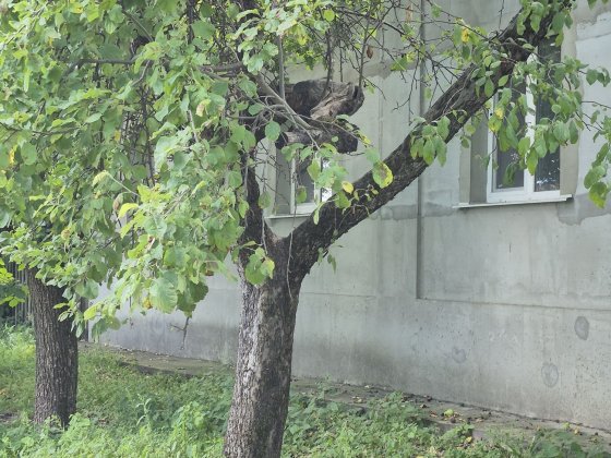 Продаж будинку в м. КРОЛЕВЕЦЬ Кролевець