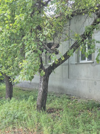 Продаж будинку в м. КРОЛЕВЕЦЬ - фото 1