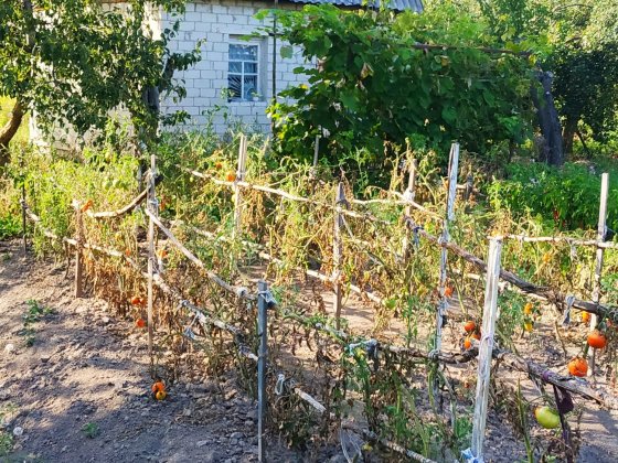 Продам дачу в С/Т "Дрозди" Куликівка