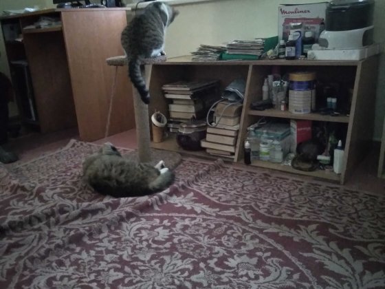 Продам будинок в примісті Запоріжжя Балабине