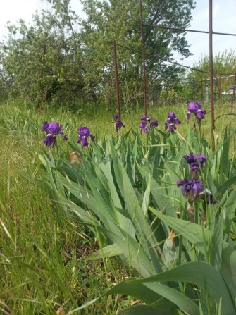 Продається дача 6 соток - фото 1