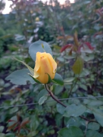 Дача на Карачунах - фото 1