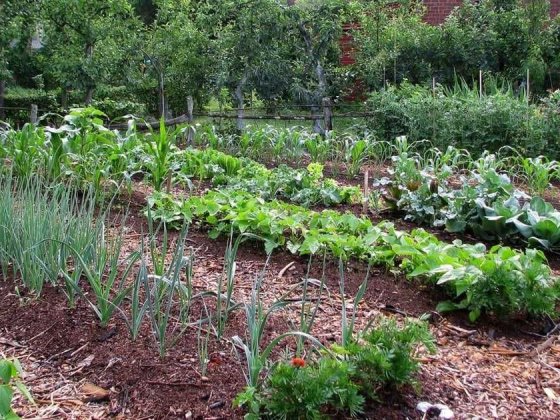 Продаю дачу у Тернівському районі