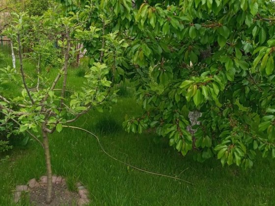 Продаю дачу в Ц.Гор. р-не.