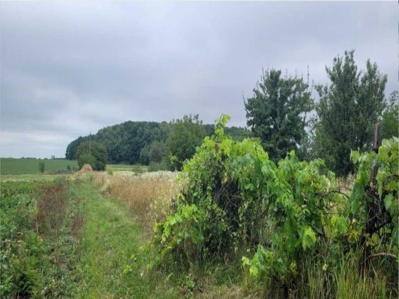 Пів будинку + 35 СОТОК! Цегла! ОКРЕМИЙ двір! Полтава