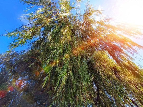 Дача в Сумах на Басах и Химике в лесу с домиком 6.3сотки земли Химик 1 Суми