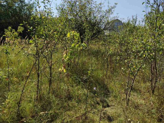 Продам дачу в Білоусі,  садівниче товариство " Струмок-09 " Чернигов