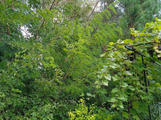 Продаю дачу Соколовський масив Житомир