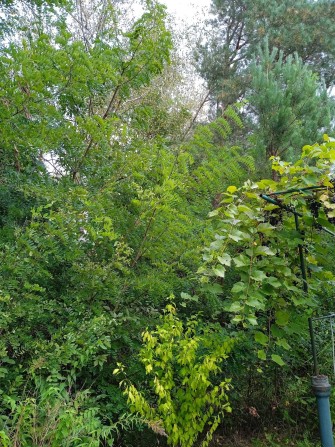 Продаю дачу Соколовський масив - фото 1