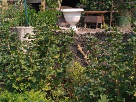 Дача, ближние дачи «Восток-Химик». Свой берег на заливе Запорожье