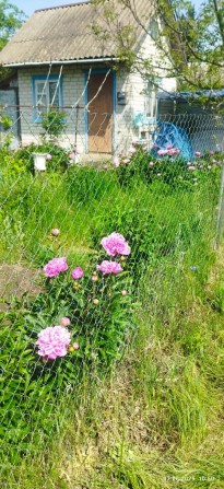 Дачна ділянка в товаристві "Дубовець"дві ділянки разом.Десять соток. - фото 1