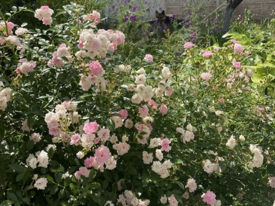 Продам просторный дом с Панорамным видом Диевка 1