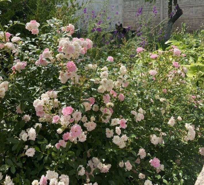 Продам просторный дом с Панорамным видом Диевка 1 - фото 1