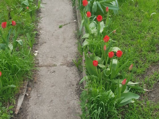 продам дачу не срочно Запорожье