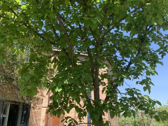 Продам дачу в СТ Ятрань Кропивницкий