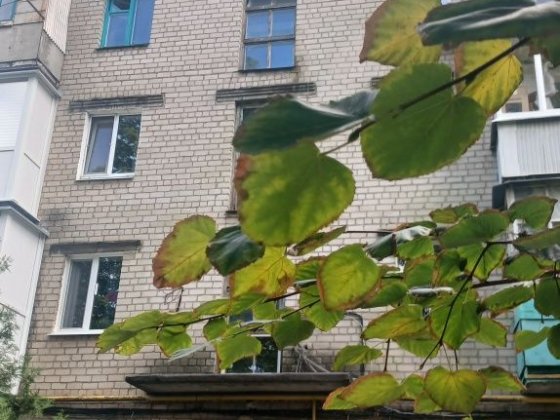 Сдам квартиру в Кременчуці Кременчуг