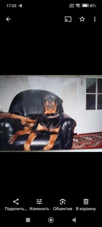 Трешку свою сдаю 9/9 - фото 1