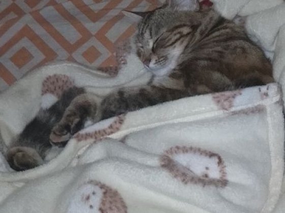 Шукаю2к квартира оренда Степное