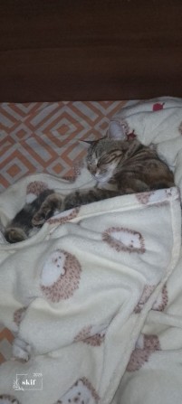 Шукаю2к квартира оренда - фото 1