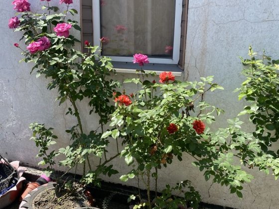 Продам частину будинку в Камянському Каменское