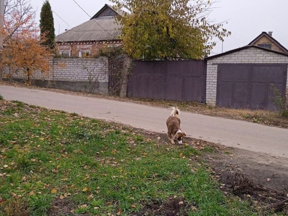 Продам дом в пос. Высокий Високий