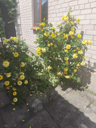 Продам комфортний дім (ПШС/СШБ). В оренду не здається - фото 1